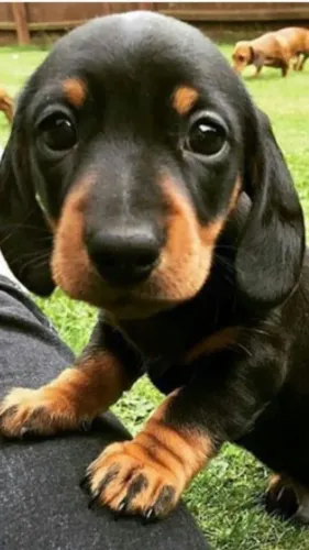 Dachshund Surpreende Pela Sua Presença Cativante
