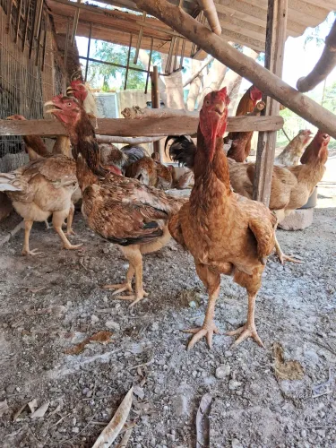 Ovos galados