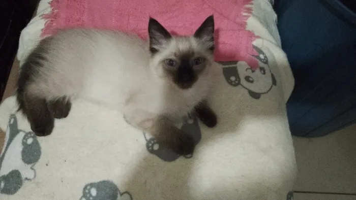 Gatinho Siamês Filhote