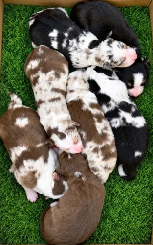 Boder collie puros paí e mãe de alta linhagem