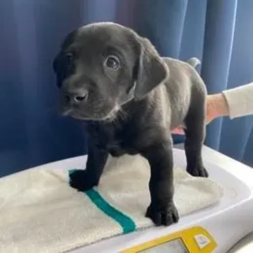 Labrador Retriever,Labrador Retriever Filhote Top Padrão da Raça