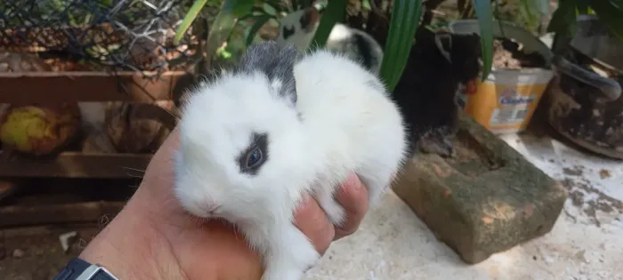 Filhote de Coelho da Raça Nova Zelândia