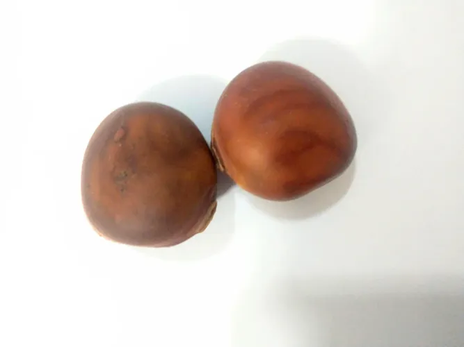 Duas sementes olho de boi