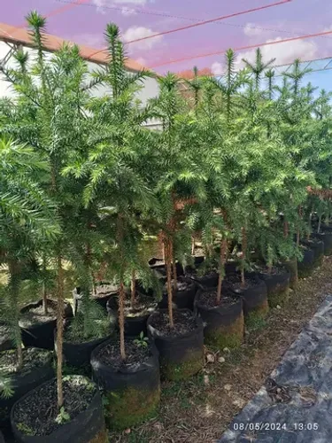 Mudas de Araucária 