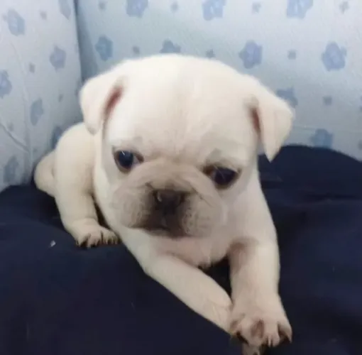 Pug Pacelamento sem juros no cartão.