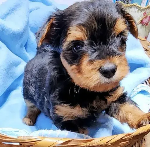 Filhote Yorkshire Terrier, Lealdade, carinho e diversão garantidos!