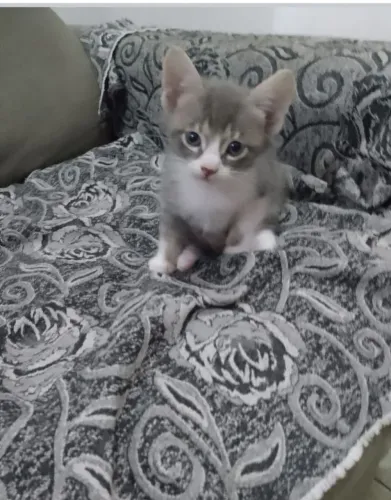 Doação de gatinhos