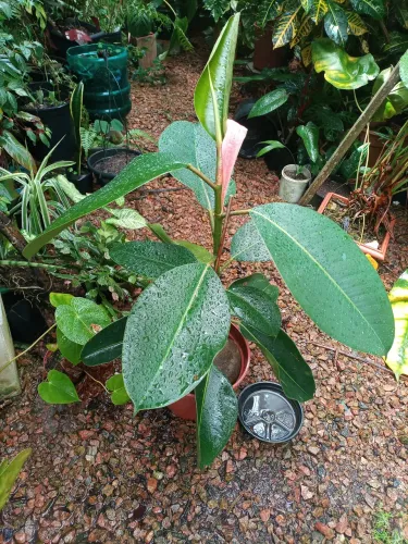 Ficus elástica 1.10m lindíssimo 