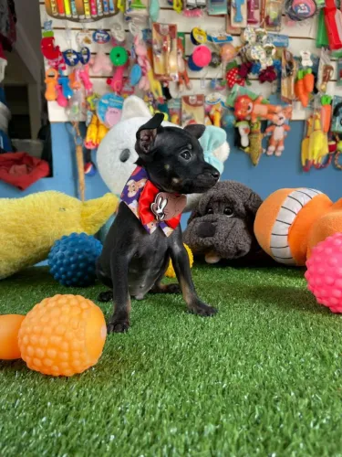 Filhotinho de Pinscher para venda