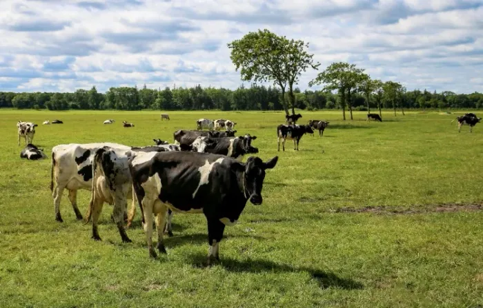 Fazenda 2.000 x 5.000 BR 174 KM 144 3.000.000,00