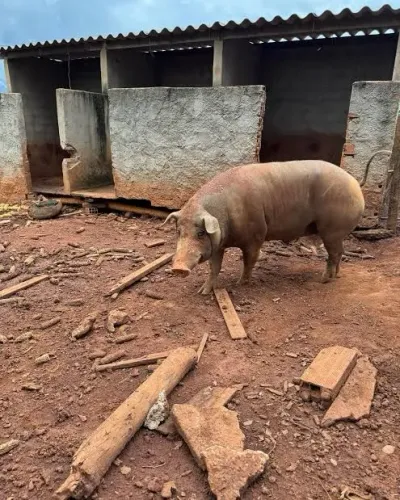 vende se porco 4 R$/Kg, e leitão 50 reais cada