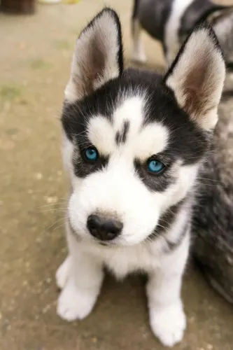 Husky Siberiano - Energia e beleza que impressionam
