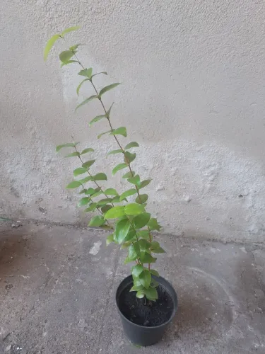 Mudas de Pitanga
