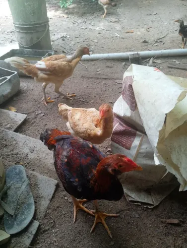 Vendo/troco casal de frangos de 4 meses R$120