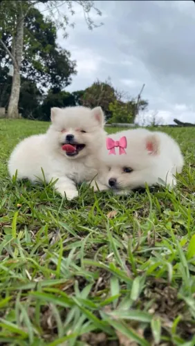 Spitz Alemão qualidade e providência