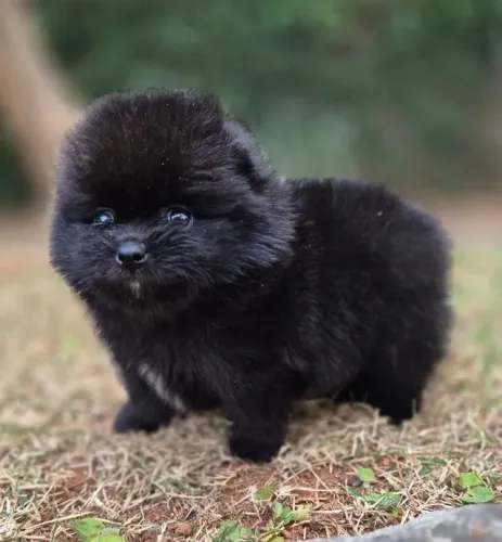 Filhotes de Spitz com Certificação de Saúde e Garantia