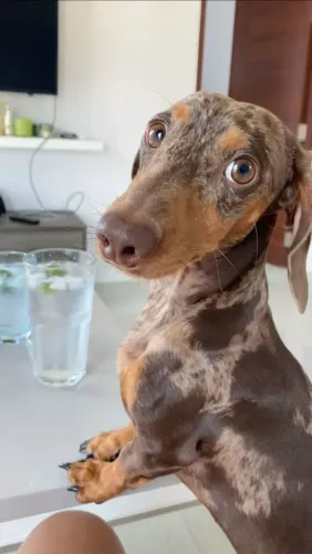 Dachshund filhote amoroso