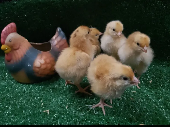 Pintinhos New Hampshire 