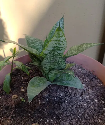 Babosa (a partir de R$3,00)