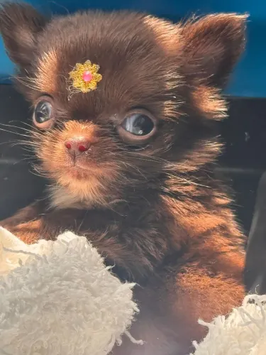Chihuahua Miniatura para clientes exigentes e que querem um exemplar da raça