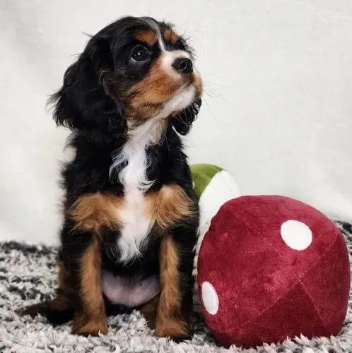 Cavalier King Fêmea com Manual e Consulta de Cortesia