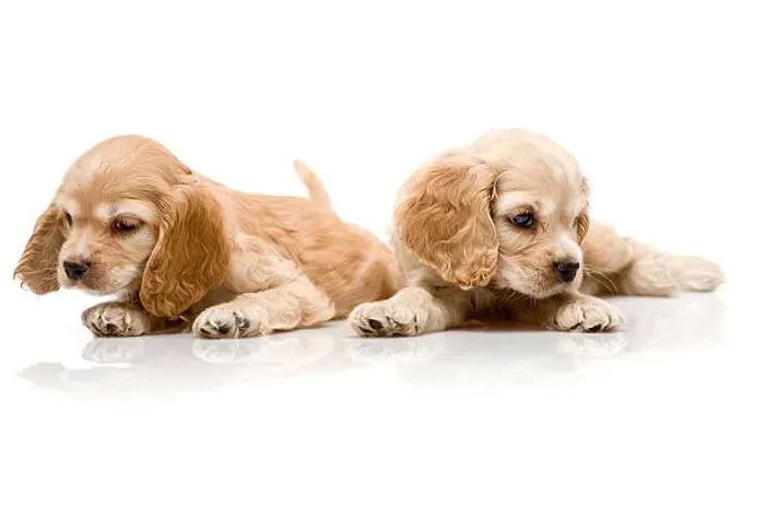 Cocker Spaniel Apaixonante ?