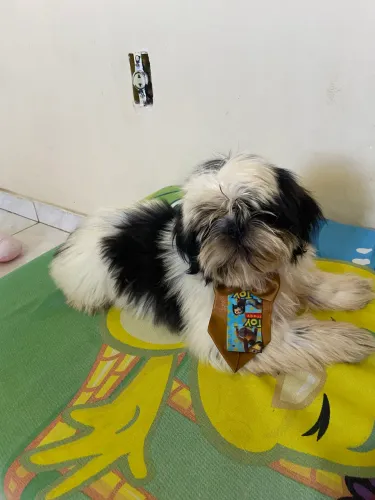Vende - se cachorro ração Shit Tzu! Lindo !!