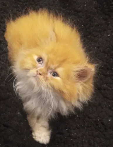 Gato persa puro 