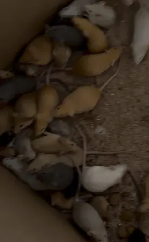 Camundongos