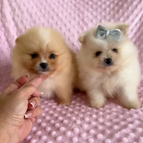 Spitz Alemão. Fofura e alegria garantida!