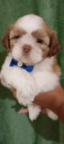 Filhote Macho Shih Tzu 