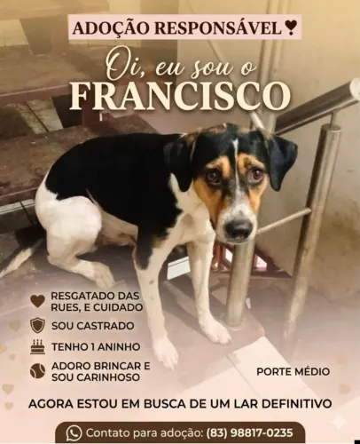 Cachorro macho para adoção responsável 
