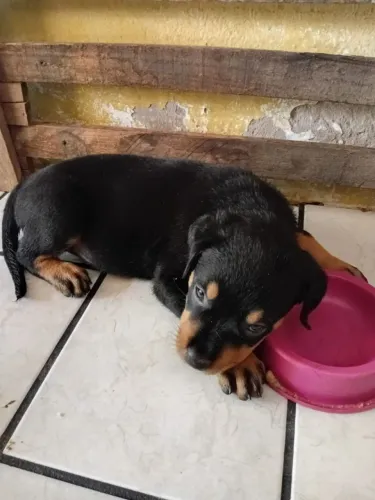 Filhote de rottweiler fêmea disponível para venda