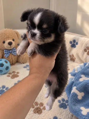 Lindos machinhos Chihuahua pêlo longo disponíveis!