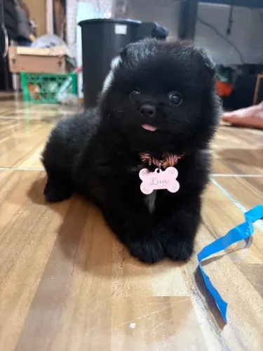 Fêmea de Spitz alemão Lulu com pedigree