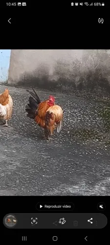 Casal galinha serama