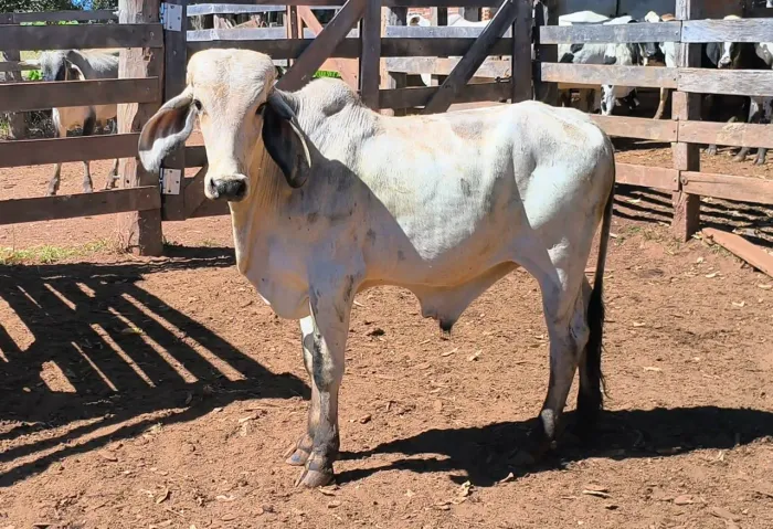 Tourinho Gir (Anápolis)