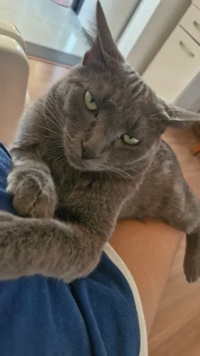 Gatos para doação conjunta.
