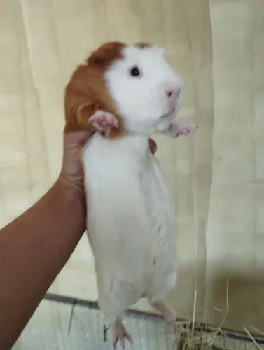 Cuy gigante peruano po - macho - porquinho da Índia