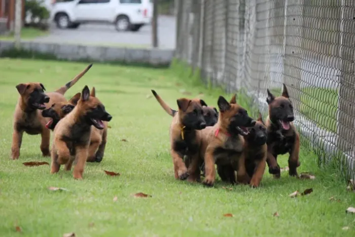 Pastor Belga (Malinois)