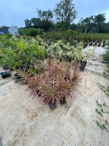 Dracena tricolor 