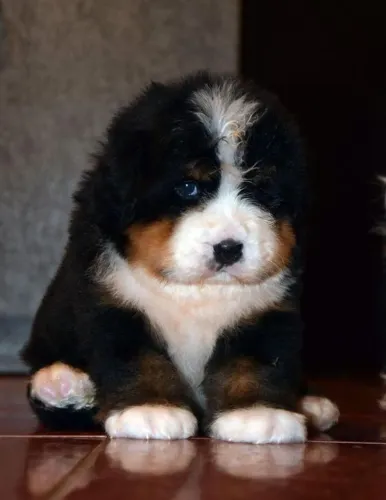 Bernese Mountain Acolhimento que não exige palavras