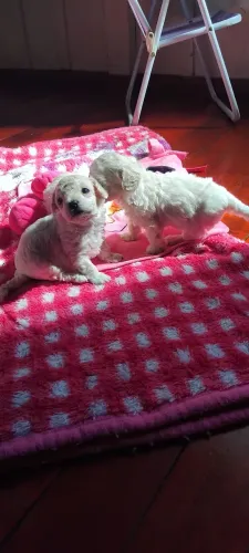 Filhote de poodle ?