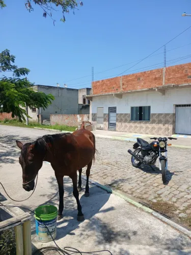 Vendo egua de sela 