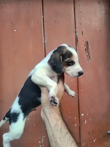 Filhotes Fox Hound americanos 