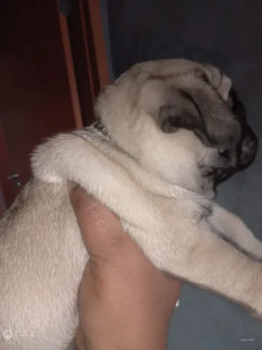 Pug
