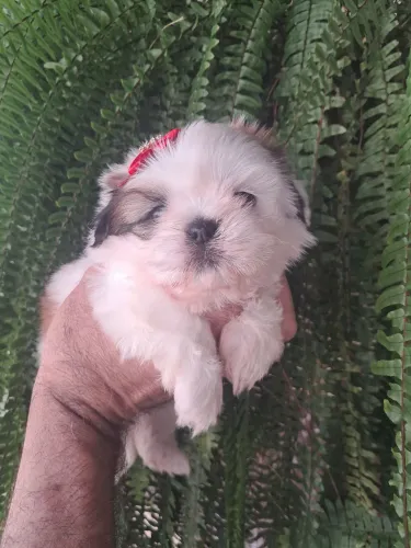 Shihtzu femea mini olhos azuis VERDADEIRO ENCANTO!!