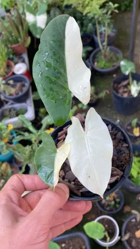 Alocasia macorhizza variegata