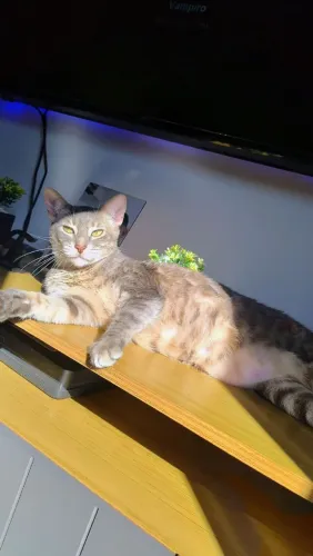 Olá estou doando esses gatos pq estou de viagem e não tem ninguém pra cuidar 