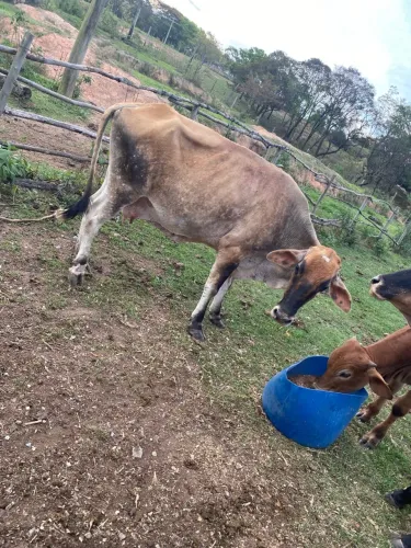 VENDO ESSA VACA MUITO BOA DE LEITE